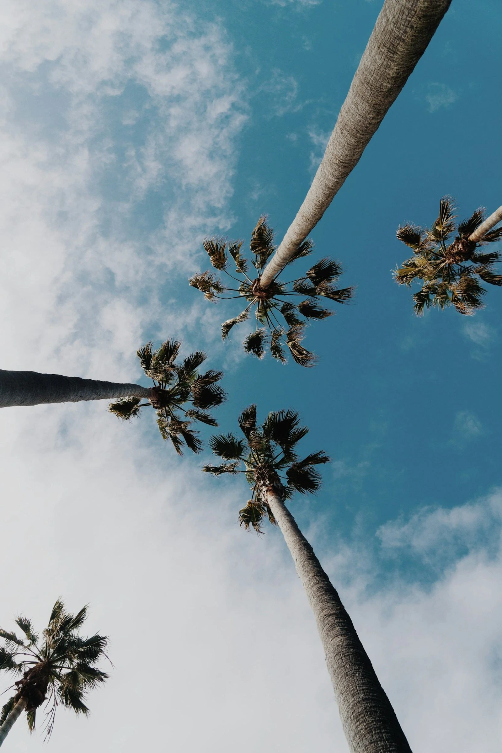 Palm trees